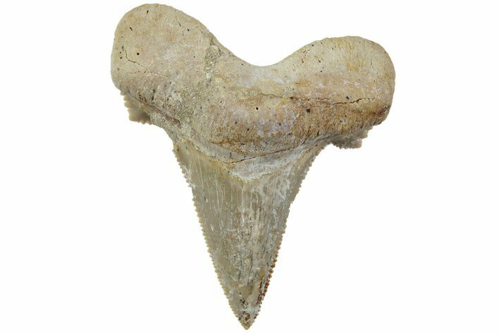 Serrated Sokolovi (Auriculatus) Shark Tooth - Dakhla, Morocco #225224